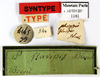 CollectionObject 1587222; MNHN(SF IMPORT DUPLICATE) MNHN-EP-EP1161, 7f0e2044-0071-4ece-a3a0-246c86a78b1f: CC BY-NC-ND 4.0/MNHN - Depraetere Marion - 2014. Syntype, female, of flavipes Blanchard, 1837. Specimen number: MNHN-EP-EP1161. http://coldb.mnhn.fr/catalognumber/mnhn/ep/ep1161. (CollectionObject).