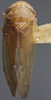Habitus, dorsal view on Eutettix (Eutettix) marmoratus Van Duzee, 1892: Dorsal. (Observation).