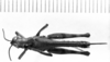 CollectionObject 1566472; 56a7a2f6-f39a-4655-a2a1-c98d5cd96b74: Image Carbonell, C.S. male, dorsal view (syntype of Omalotettix meridionalis). (CollectionObject).