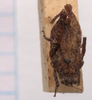 CollectionObject 2627868; CNMS 3124, 79d94e4f-cef6-49d8-8b29-64a1499a6027: dorsal view. female (paratype). (CollectionObject).
