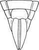 Ovipositor on Ctenurellina paludosa (Vilbaste, 1968): Ovipositor. (Observation).