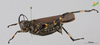 CollectionObject 2261281; b441941a-3daa-4eef-b232-9e012cb1d9b9, Unioeste Cascavel K-1218: Female, lateral view. (CollectionObject).