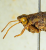 CollectionObject 1526832; dd341276-7aa0-4a3c-b239-02e63ea87116: male head and pronotum, lateral view (paratype). (CollectionObject).