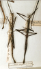 CollectionObject 1561688; 7a486cd7-7409-42b5-9125-d5728e8608a5: copyright MNHN, Paris. female of synonym Cuniculina irregulariterdentata (holotype, on left). (CollectionObject).