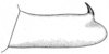 Decticita brevicauda (Caudell, 1907): Fig. 9 (specimen from Monte Diablo, CA). male cercus. (Otu).
