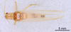 CollectionObject 1523108; b57afcf4-05fa-4197-af9d-3b5c8bcace13: Male, dorsal view (holotype). (CollectionObject).