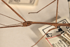 CollectionObject 1557975; ce4627cc-215c-49b8-89ef-d2c6d1c16915: copyright OUMNH. male: head & thorax, lateral view (holotype). (CollectionObject).