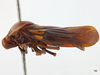 Habitus, lateral view: !! display not done !! on Suracarta tricolor (Le Peletier & Audinet-Serville, 1828): (Observation).