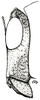 Scirtotypus aberrans Brunner von Wattenwyl, 1898: Fig. 39. female head, lateral view. (Otu).