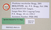 CollectionObject 1561297; NHMUK(SF IMPORT DUPLICATE) 845153, 81e23959-9432-44f3-afcb-9c3e60d89bde: copyright Natural History Museum, London. male, data labels (holotype). (CollectionObject).