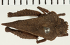 CollectionObject 1574112; NHRS 13611, 7e9e5d12-0ccc-4ca1-93e0-1ed67dc5ac0e: male, dorsal view (allotype). (CollectionObject).