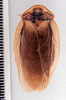 Phortioeca apolinari Hebard, 1921: Photo by Heidi Hopkins. dorsal habitus. (Otu).