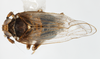 Habitus, dorsal view: !! display not done !! on Pissonotus albivultus Morgan & Beamer, 1949: (Observation).