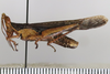 CollectionObject 1593079; 16123e91-a7e4-419d-87dc-5bc840790715: male, lateral view (paratype). (CollectionObject).