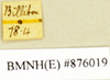 CollectionObject 1572992; 0ae5bc94-0836-4129-a085-36df6d1bdd19: Copyright Natural History Museum, London. Labels from non-type (adult male) in BM(NH). (CollectionObject).