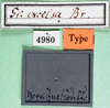 CollectionObject 1501684; 04465ce6-91b5-441c-960f-0fa3d9a5de98: labels (lectotype). (CollectionObject).