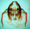 CollectionObject 1575838; 6a67d778-f213-474f-8876-dd8217b6007e: phallic complex, ventral view. (CollectionObject).