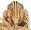 Head: !! display not done !! on Sogatella furcifera (Horváth, 1899): (Observation).