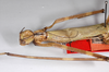 CollectionObject 1558954; d96281f4-62b5-42fc-9e6d-c9cbdae770be: copyright ZMHB, Berlin. female: head & thorax of synonym Hermarchus annulatus (holotype). (CollectionObject).