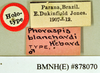 Phoraspis blanchardi Hebard, 1929: Holotype, male, labels. BMNH(E)#878070. (Otu).