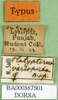 CollectionObject 1502827; 131ceca7-b23a-4a39-813d-bf81107b2ec8: labels (paratype of Ochrilidia variopicta). (CollectionObject).