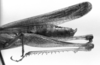 CollectionObject 1533646; fb650034-130c-4685-87e8-44ed6f204013: Image Carbonell, C.S. mMale abdomen, lateral view (syntype). (CollectionObject).