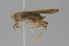 CollectionObject 1522996; 243b1286-6ab5-47c7-b0b5-62b400bedcc4: male, lateral view (holotype of Paurotarsus amazonus). (CollectionObject).
