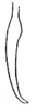Pygofer ventral appendages, ventral view on Empoasca (Empoasca) armara Langlitz, 1964: Pygofer process, ventral view. (Observation).