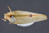 Habitus, dorsal view on Anormenis media (Melichar, 1902): (Observation).