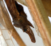 CollectionObject 1534628; f4814be4-45a7-484a-8b7d-0ee2d8e89cb6: female ovipositor (holotype). (CollectionObject).