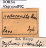 CollectionObject 1537652; 861cc15e-210c-4f1a-8be3-a44c76a4738f: labels. (CollectionObject).