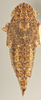 Habitus, dorsal view on Carsonus irroratus (Ball, 1902): Dorsal. (Observation).