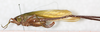 CollectionObject 1566601; c8b1dd2a-0010-4789-9b4d-643d7abdbc21: female, lateral view (paralectotype). (CollectionObject).