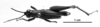 CollectionObject 1541237; 50a4f255-ba52-4175-b99d-cf7574339458: Image Carbonell, C.S. male, dorsal view (holotype). (CollectionObject).