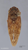 Habitus, dorsal view on Aphrophora (Plesiommata) irrorata Ball, 1899: (Observation).