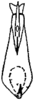 Aedeagus, ventral view on Ajika nana Dworakowska, 1979: Aedeagus (A. nana Dwor.), ventral view. (Observation).