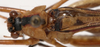 CollectionObject 1527106; 42c339d6-5e17-4234-b089-9f3d5ec68b1a: male, stridulatory apparatus (holotype). (CollectionObject).