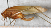 CollectionObject 1533004; 1009c955-1ab2-42f7-87ad-0a1f58a17cbd: female, lateral view (syntype). (CollectionObject).