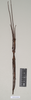CollectionObject 1558589; a45cfd83-a497-4a20-9695-2ba15312282d: copyright Natural History Museum, London. female (paratype). (CollectionObject).