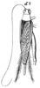 Itara (Phormincter) microcephala (Haan, 1844): Pl. 17, Fig 52(5). female. (Otu).
