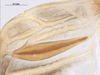 CollectionObject 1578184; 128110a9-e4bf-4185-ad0a-ffc42367703e: left stridulatory file. (CollectionObject).