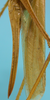 CollectionObject 1542650; DEES MZLQ-I0109, 84c9e26b-6a11-4406-b070-a0002ff401e4: ovipositor lateral view (syntype of Agraecia incognita). (CollectionObject).