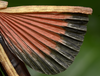 CollectionObject 1576182; b16ccf43-a5fc-46fe-9574-0e422feb23ab: copyright SPM, Kinabalu. female, natural wing colours in life (holotype). (CollectionObject).