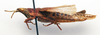 CollectionObject 1540714; e166394f-bab0-40dd-8556-4c4ff1adb26f: female, lateral view (neotype of Truxalis rhodoptila). (CollectionObject).
