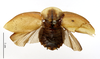 CollectionObject 1587231; MNHN(SF IMPORT DUPLICATE) MNHN-EP-EP1164, e3a1d357-5a2b-4fa5-aacf-cdfdc192e489: CC BY-NC-ND 4.0/MNHN - Depraetere Marion - 2014. Syntype, female, of luteola Blanchard, 1837. Specimen number: MNHN-EP-EP1164. http://coldb.mnhn.fr/catalognumber/mnhn/ep/ep1164. (CollectionObject).
