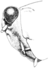 Neotettix femoratus (Scudder, 1869): Fig. 102. male, (ecotype bolteri) head, lateral view. (Otu).