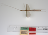 CollectionObject 1560025; e6a1366b-7f0b-45f3-a370-9011e91e14f1: copyright ZMUH, Hamburg. male of synonym Necroscia inflata (syntype). (CollectionObject).;CollectionObject 1560026; f74f5d9a-9f4f-4c4b-b5e9-29193cdca0b0: copyright ZMUH, Hamburg. male of synonym Necroscia inflata (syntype). (CollectionObject).