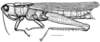 Aleuas lineatus Stål, 1878: Fig. 9. female habitus (Argentina, Prov. Chaco, Arroyo Palometa at National Route 11, length 40.3 mm, scale bar 5 mm). (Otu).