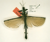 CollectionObject 1560100; 498002ec-0316-42bb-88dc-a8010da1f22c: copyright RMNH, Leiden. male (holotype). (CollectionObject).