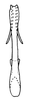Aedeagus, posterior view on Costanana dunda DeLong & Freytag, 1972: Male: aedeagus, posterior view. (Observation).